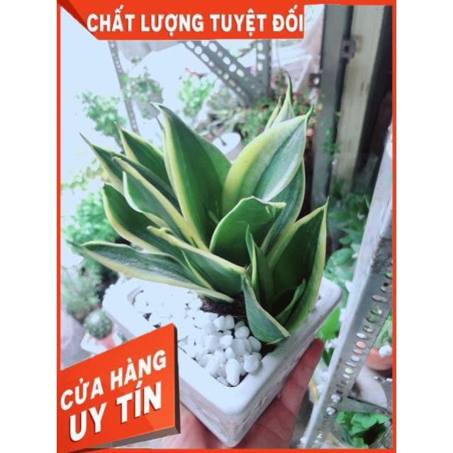 Chậu Lưỡi Hổ Thái Xanh