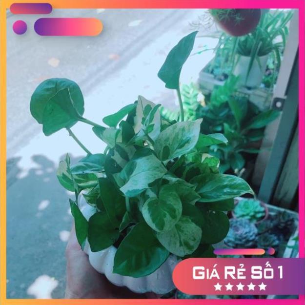 Chậu Trầu Bà Sữa