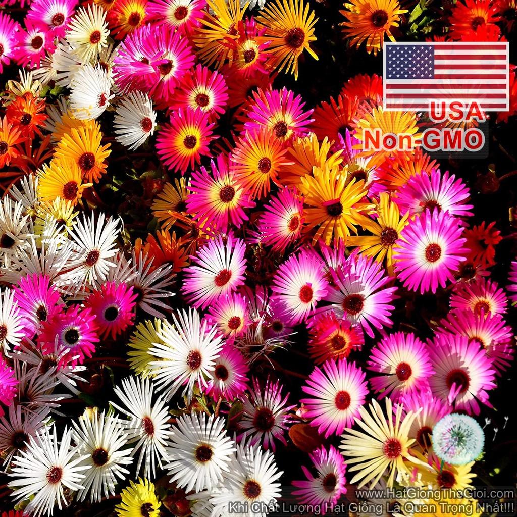 200h Hạt Giống Hoa Mười Giờ Châu Phi Mix Màu