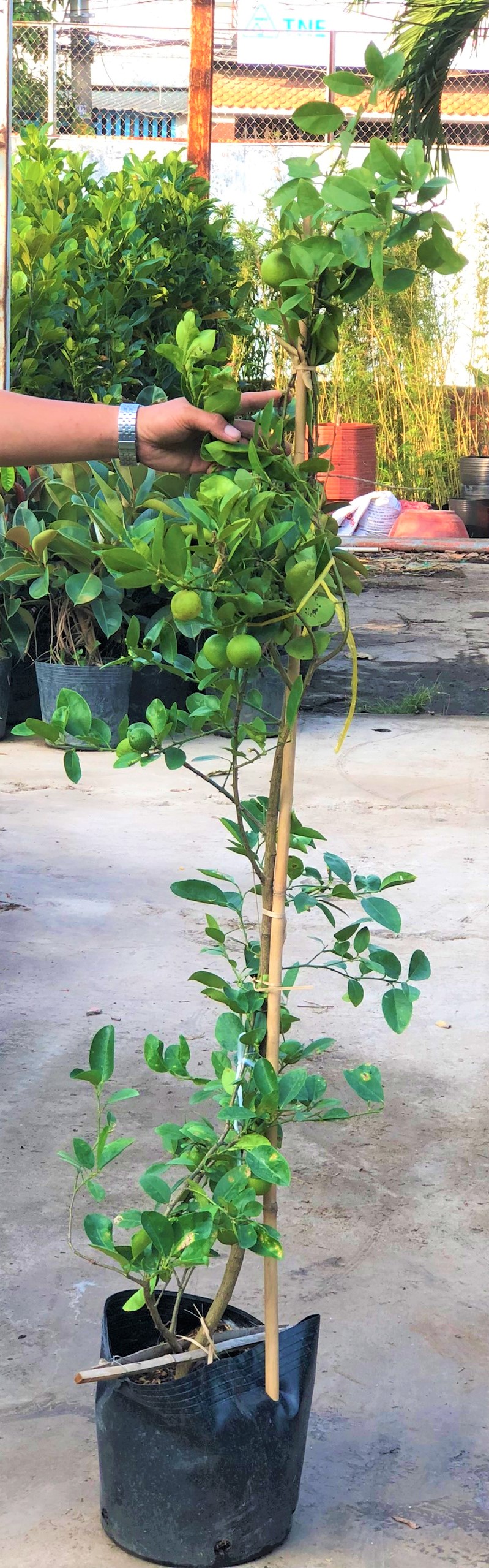 Cây chanh giấy cao 120- 150 cm đang có trái