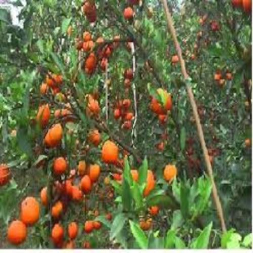 CÂY GIỐNG CAM ĐƯỜNG CANH SIÊU NGON SIÊU QUẢ- CAM KÊT GIỐNG CHUẨN F1