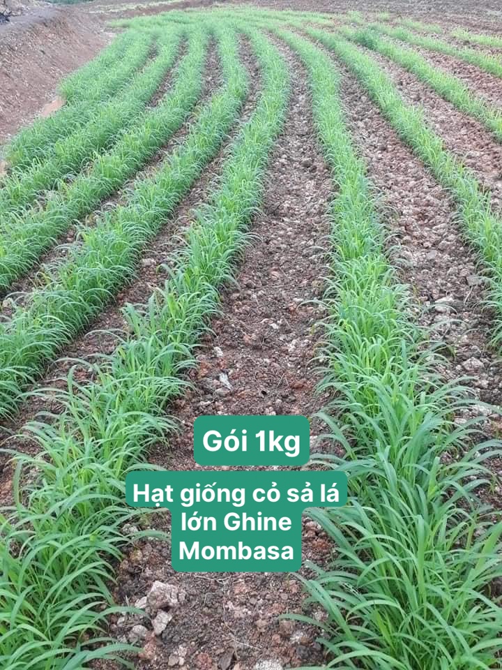 Hạt giống cỏ sả lá lớn Ghine Mombasa