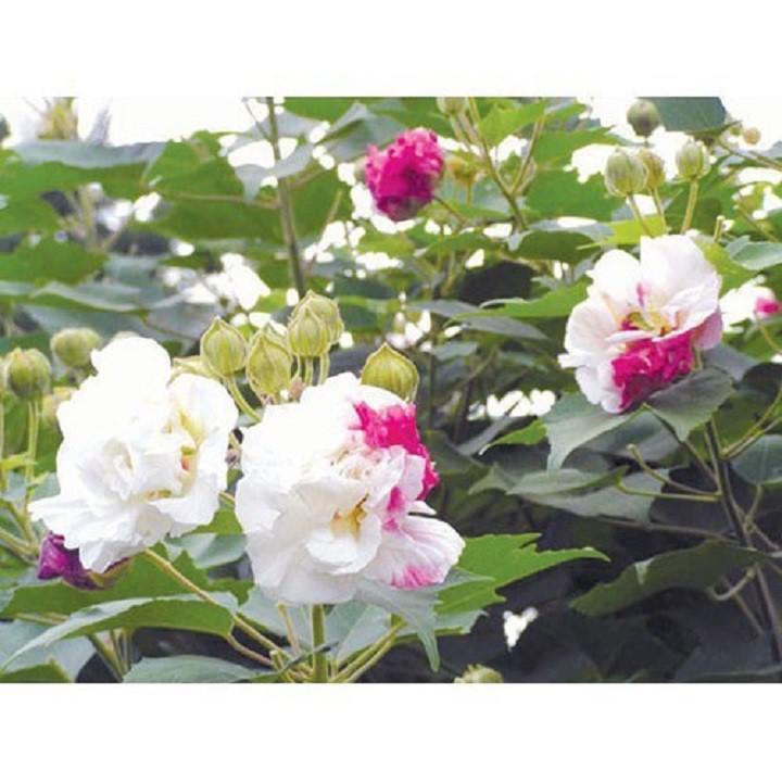 CHẬU CÂY GIỐNG HOA QUỲNH DAO CỔ - NỮ HOÀNG BÓNG ĐÊM VỚI MÙI THƠM NHẸ NHÀNG THANH TAO