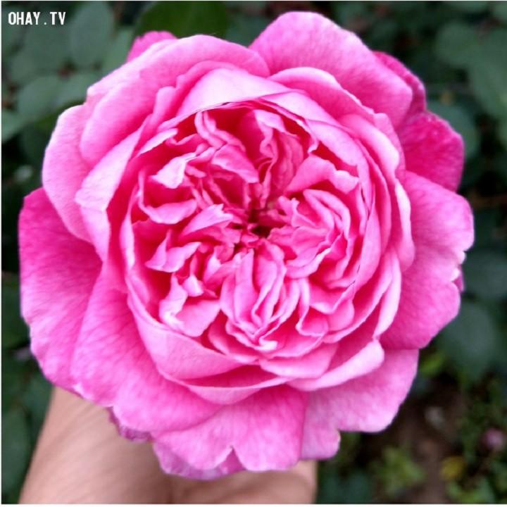 COMBO 10 BẦU GIỐNG Hoa hồng cổ Sapa – Hoa hồng rực rỡ xứ Tây Bắc, bầu cây giống hàng dâm cành từ nguyên bản cây mẹ