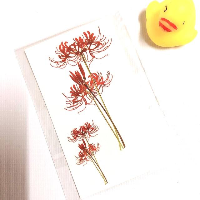 Hình xăm dán hoa bỉ ngạn đỏ 10x6cm