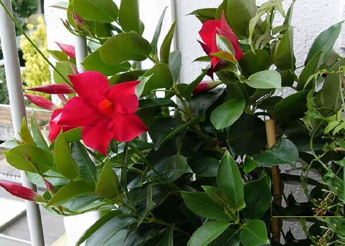 Cây hoa leo, cây hoa leo HỒNG ANH cánh kép, hoa leo trang trí ban công nhà cửa