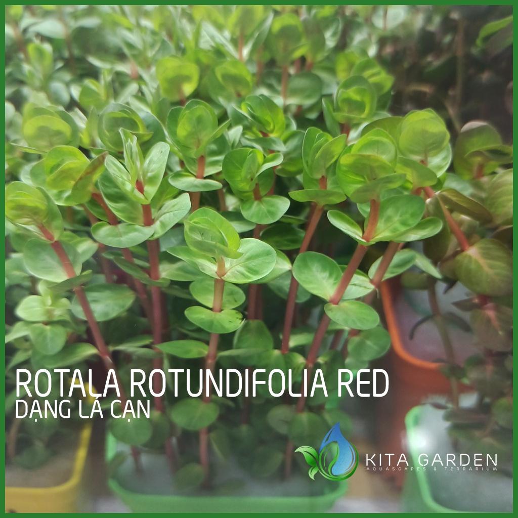 Rotala đỏ - Rotala rotundifolia red - Cây Thủy Sinh Dễ Trồng - Cây Dạng Cạn