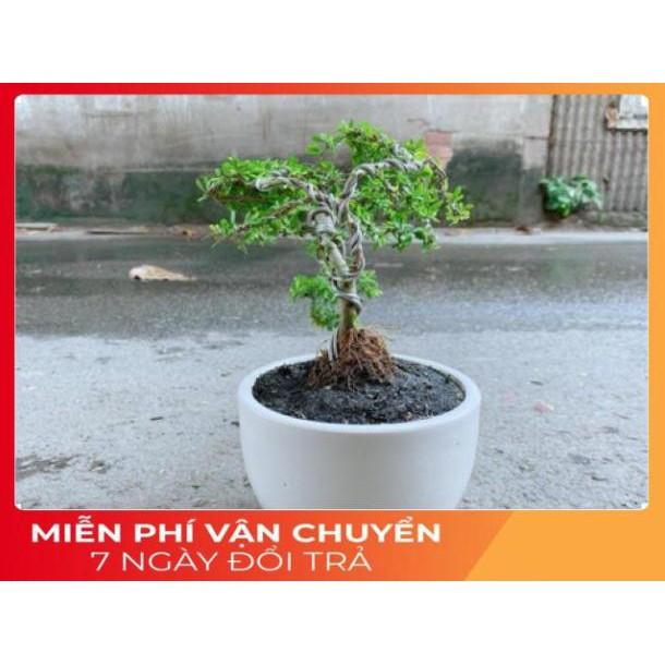 Chậu Cây Linh Sam