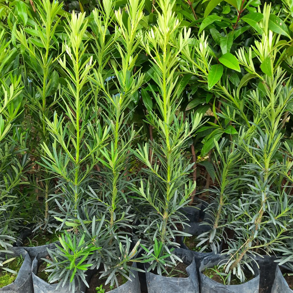 Cây Giống Tùng La Hán