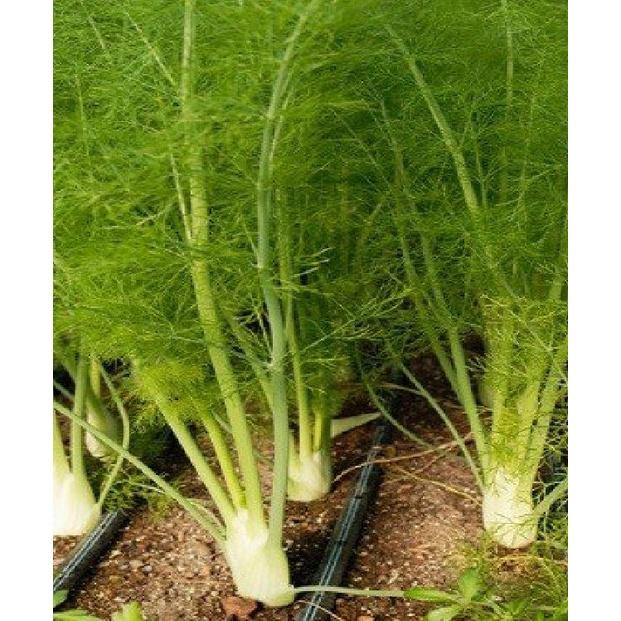 Hạt Giống Củ Thì Là KNS3216 - Gói 50 hạt