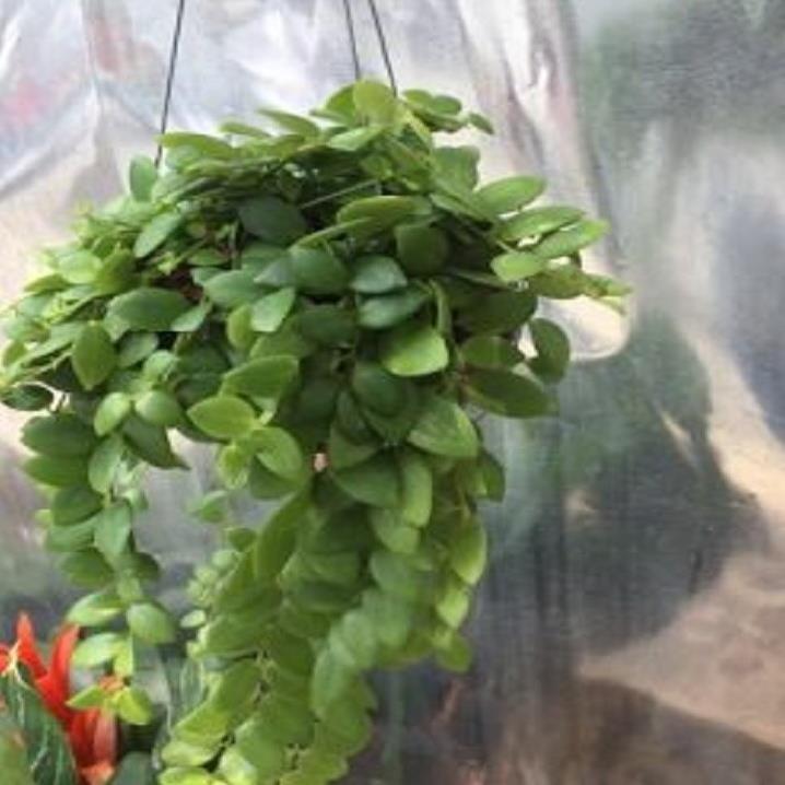 CÂY Hoa son môi hoa đẹp - Độc Đáo cho không gian nhà bạn