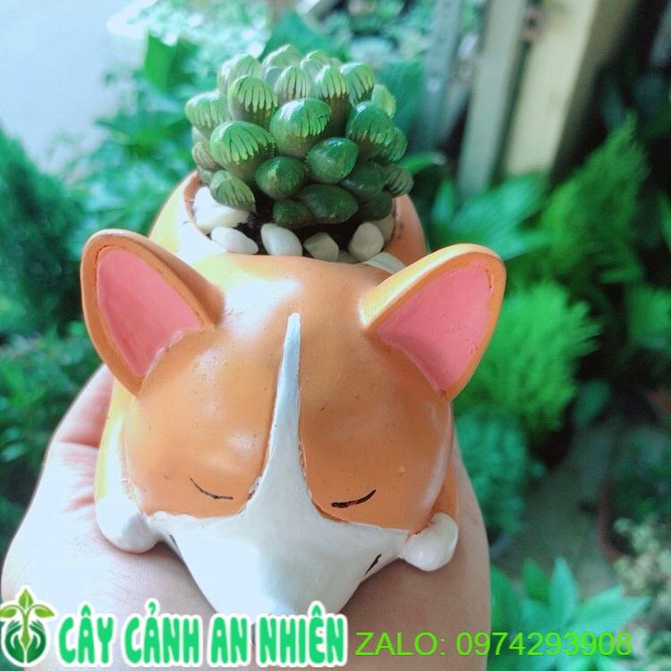 Chậu Cây Kim Cương Xanh Lá