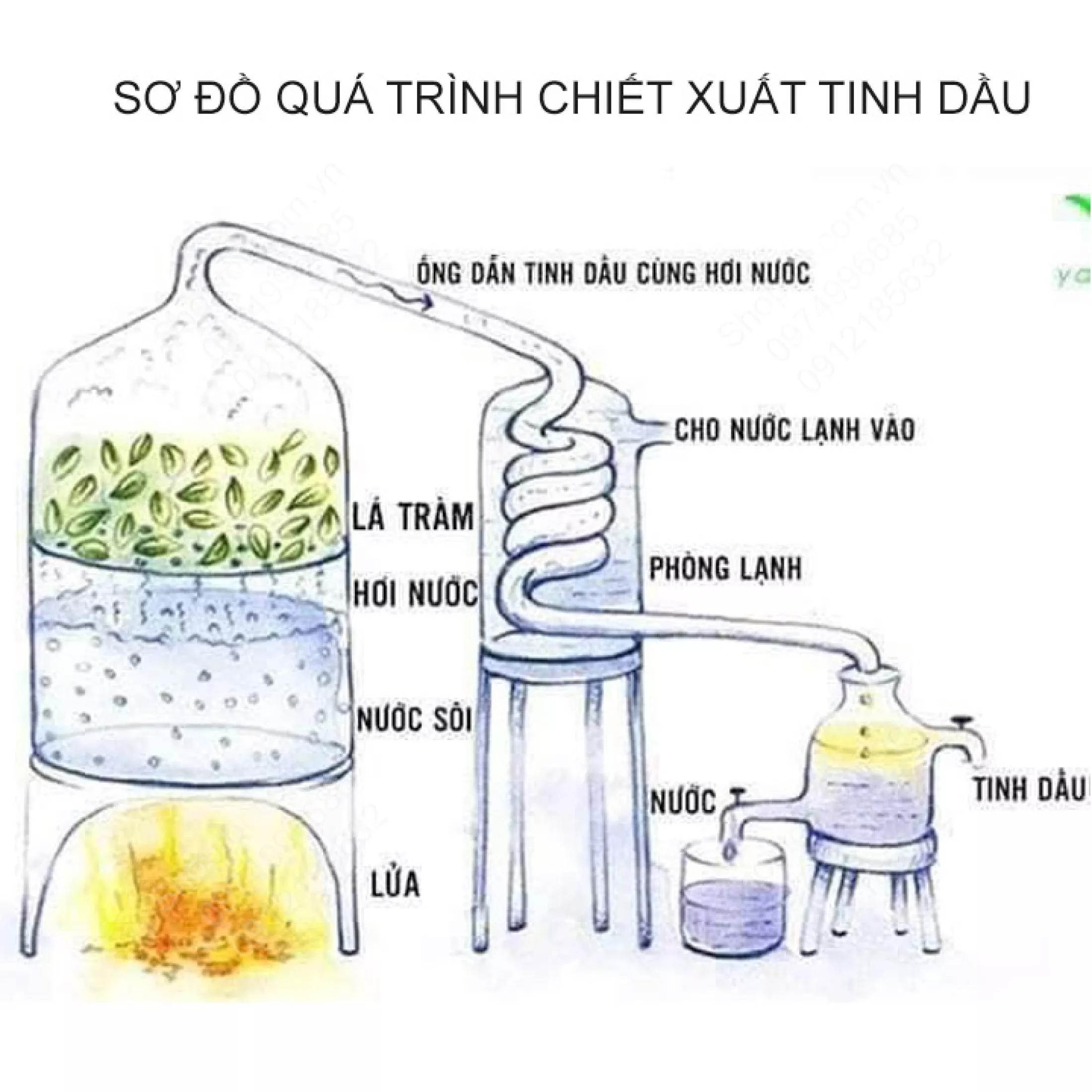 Tinh Dầu Sả Chanh Treo Xe Hơi, Ôtô, Móc Treo Hình Lục Lăng, Mùi Thơm Tự Nhiên Giúp Thanh Lọc Không Khí, Nâng Cao Tinh Thần