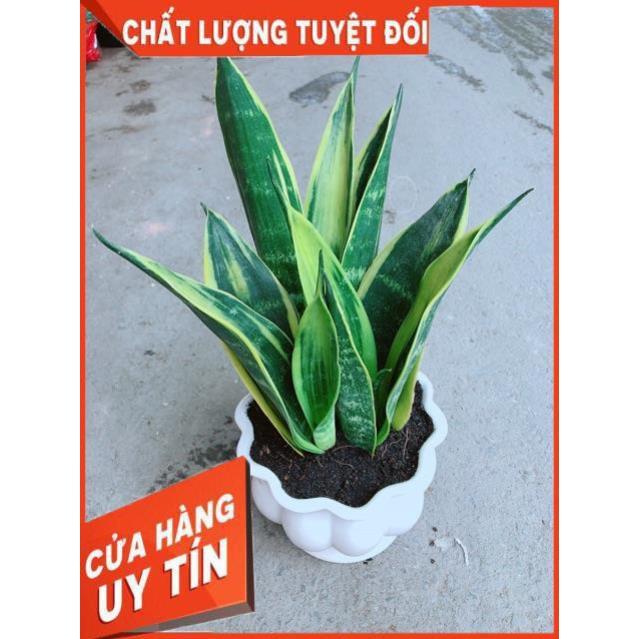 Chậu Lưỡi Hổ Hoàng Kim