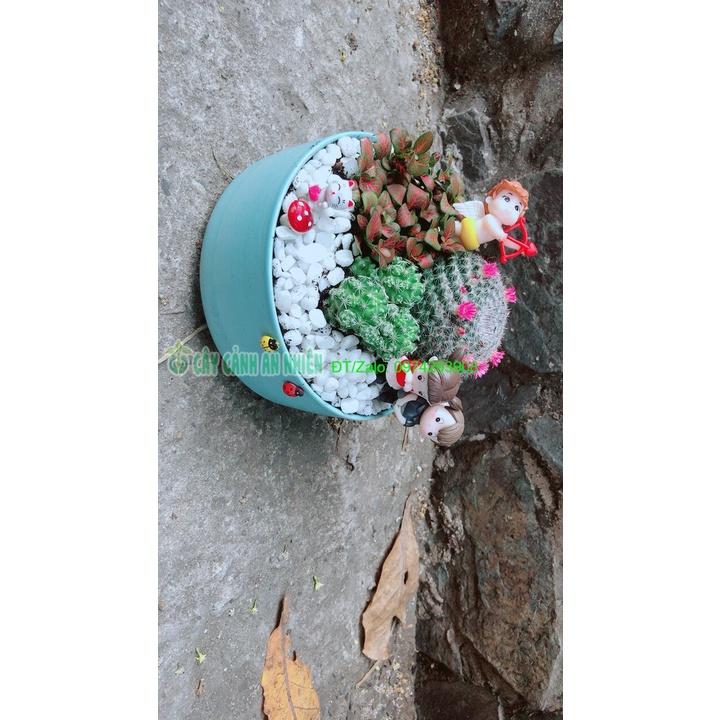 Chậu Cây Xương Rồng Tiểu Cảnh
