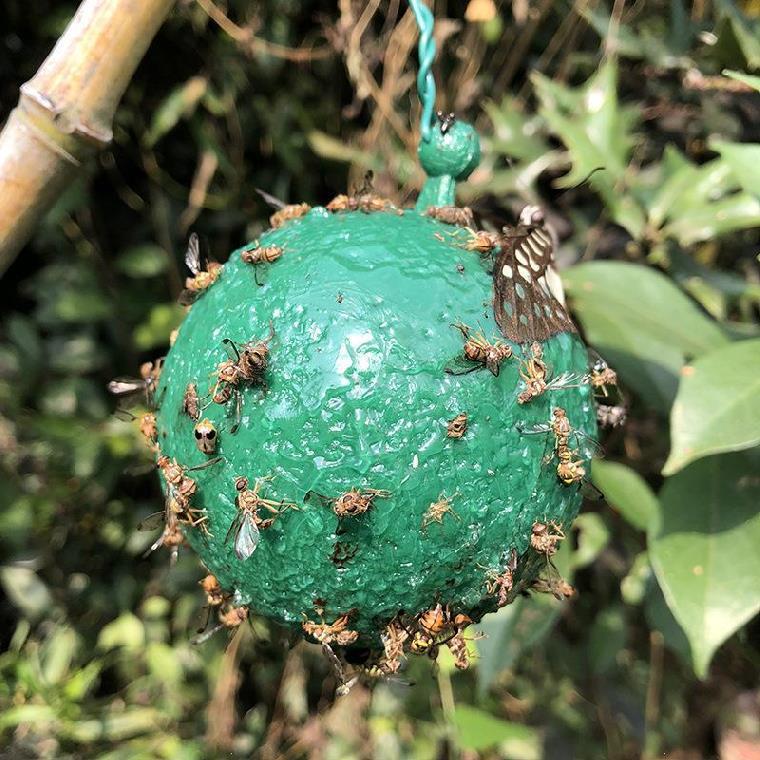 COMBO 02 Bẫy bắt ong, ruồi chích quả. bảo vệ trái cây