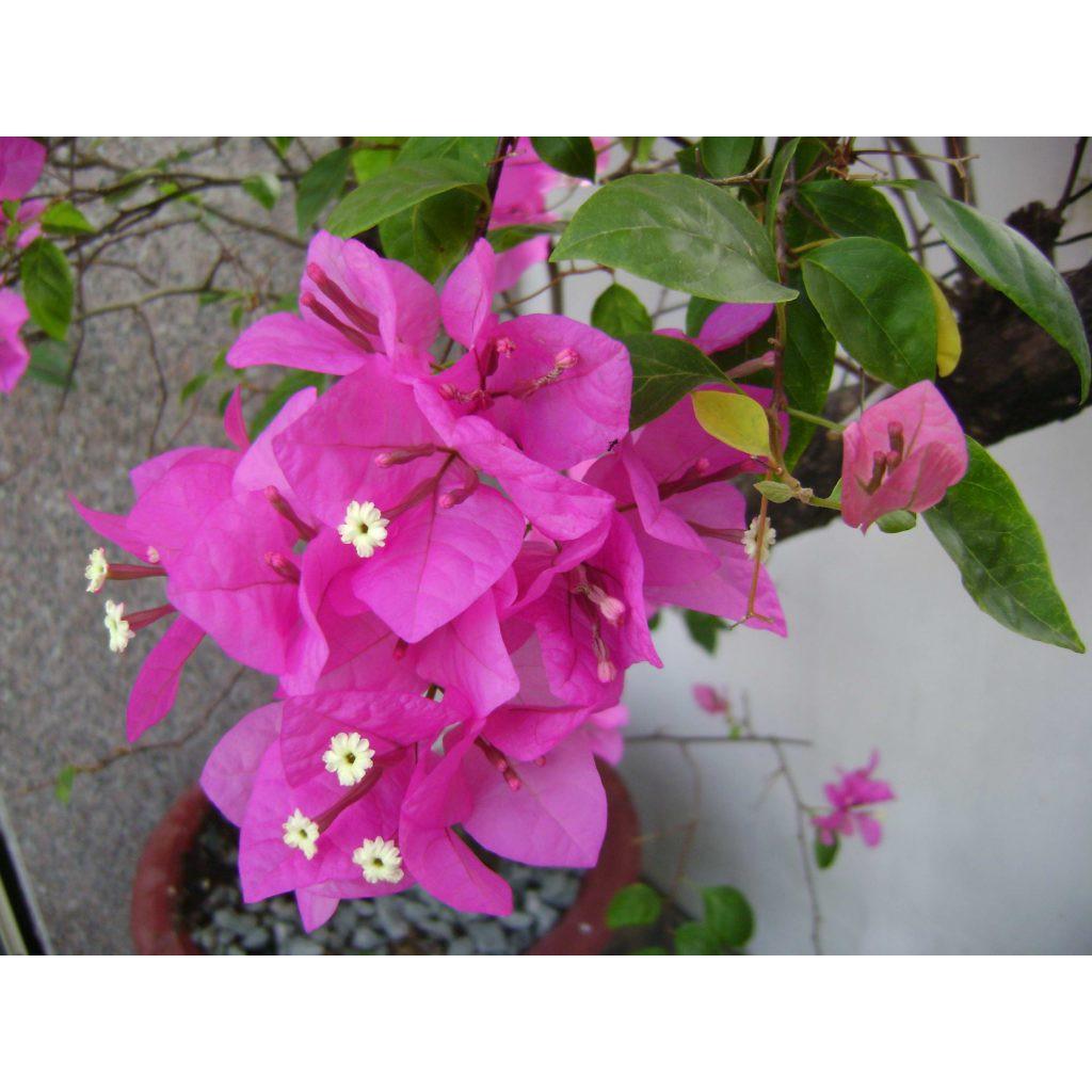 Cây Hoa Giấy 1 Màu Cao 90Cm