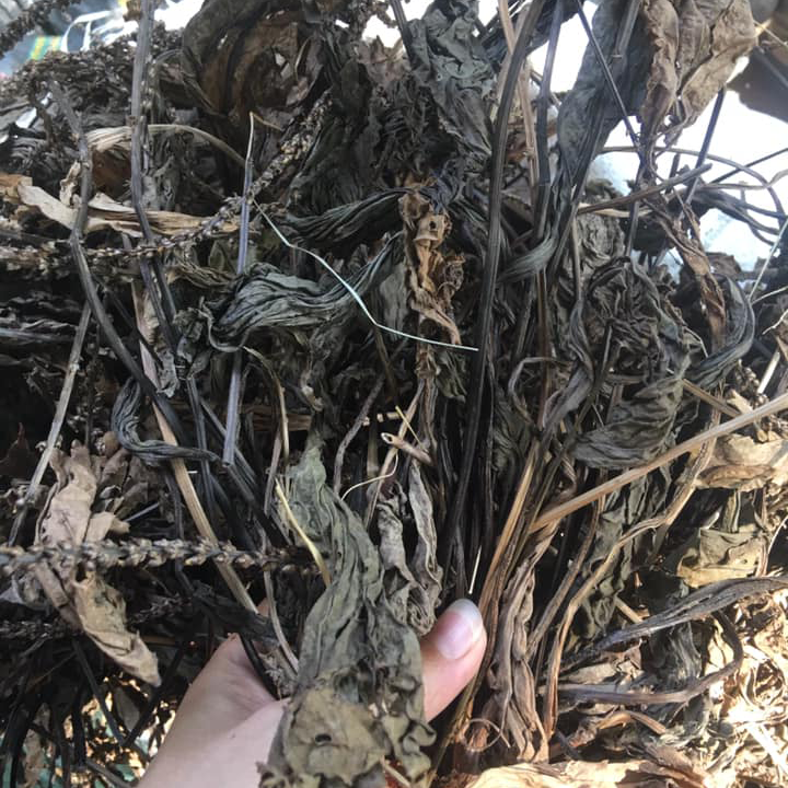 Trà Cây mã đề ( Cây mã để khô - Cây xa tiền thảo) - Sản phẩm hữu cơ tự nhiên - Gói 500gr