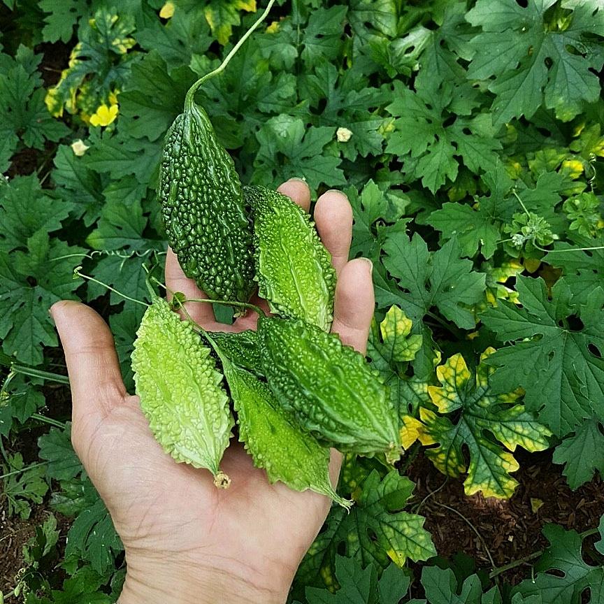 Hạt giống Khổ Qua Rừng gói 1gr