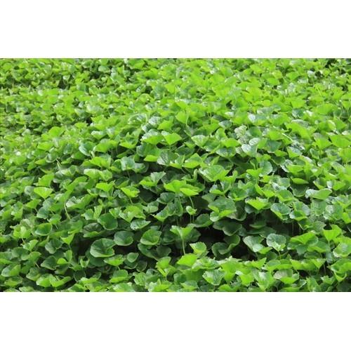 1kg rau má ta tươi,sạch tự nhiên nhà trồng
