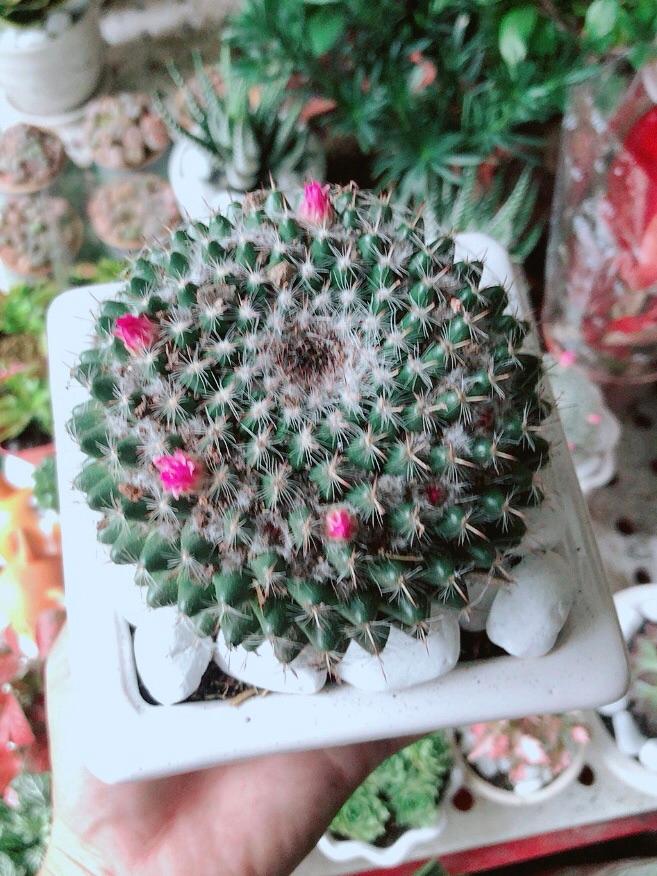 Chậu Cây Xương Rồng Nở Hoa