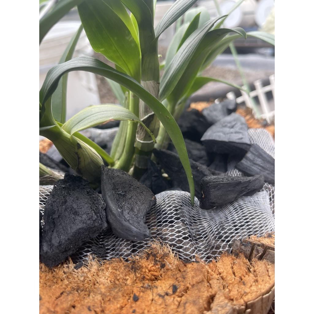 Dừa cán nguyên trái  siêu