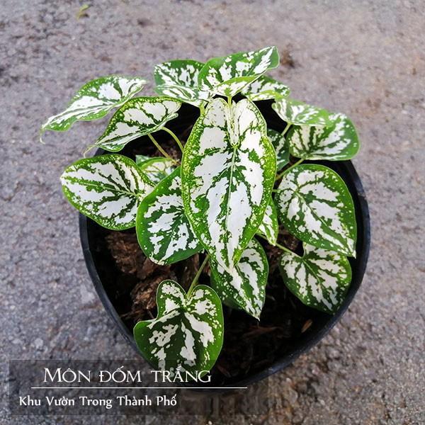 Cây Môn Trắng Mini ( Môn May Mắn ) - Cây cảnh mini để bàn