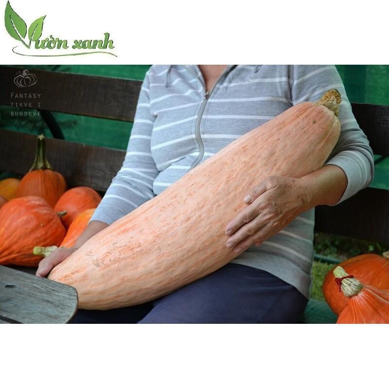 Hạt giống BÍ NGÔ CHUỐI PINKA, bí ngô khổng lồ trái dài gói 5 hạt