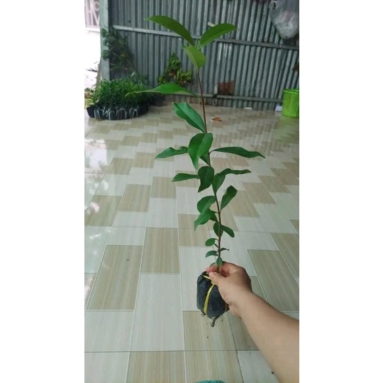 CÂY GIỐNG TRÂM GỐI LÙN TỨ QUÝ