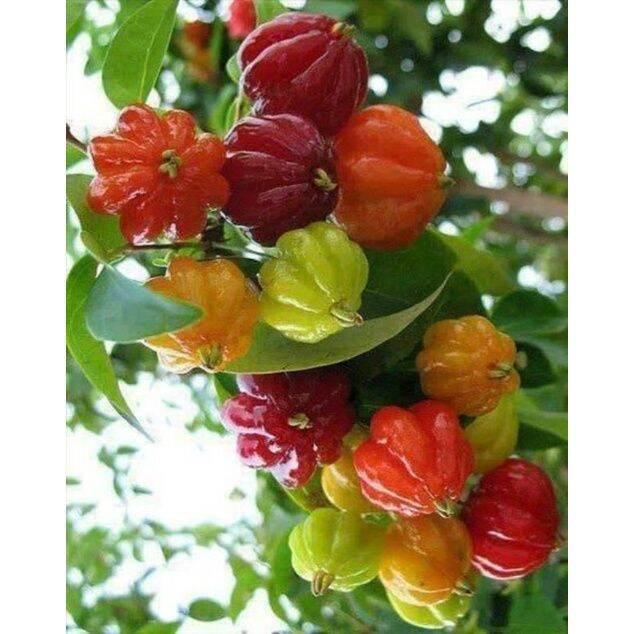 Cây Giống Cherry Surinam