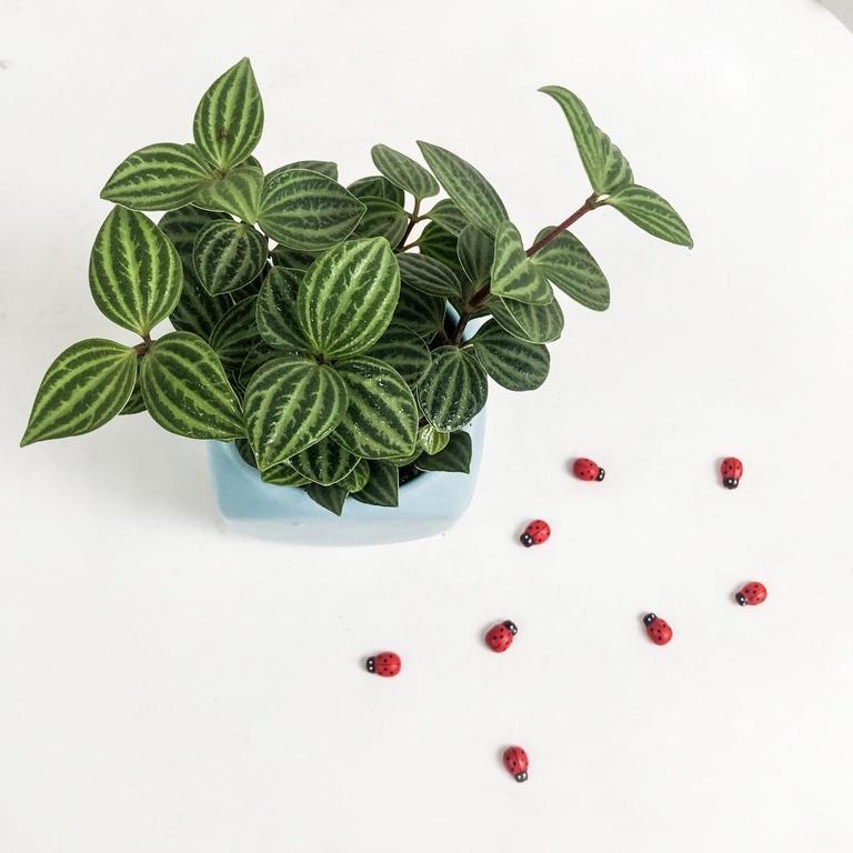 Cây Bình An  Peperomia Puteolata loại cây mang lại bình an và may mắn