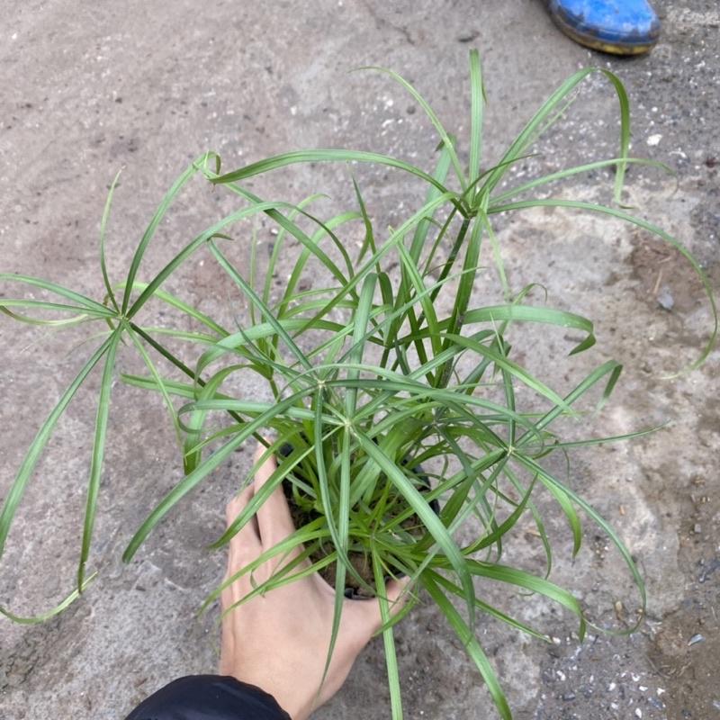 Cây thuỷ trúc trồng bịch đen trang trí sân vườn hồ cá