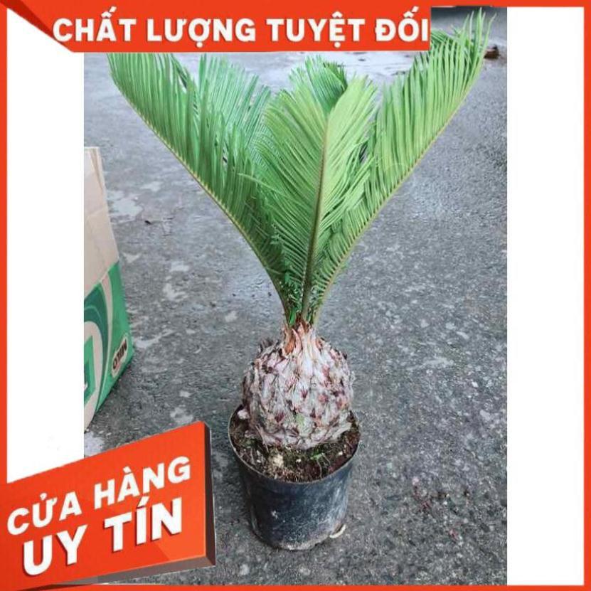 Chậu Vạn Tuế Nhiều Người Mua