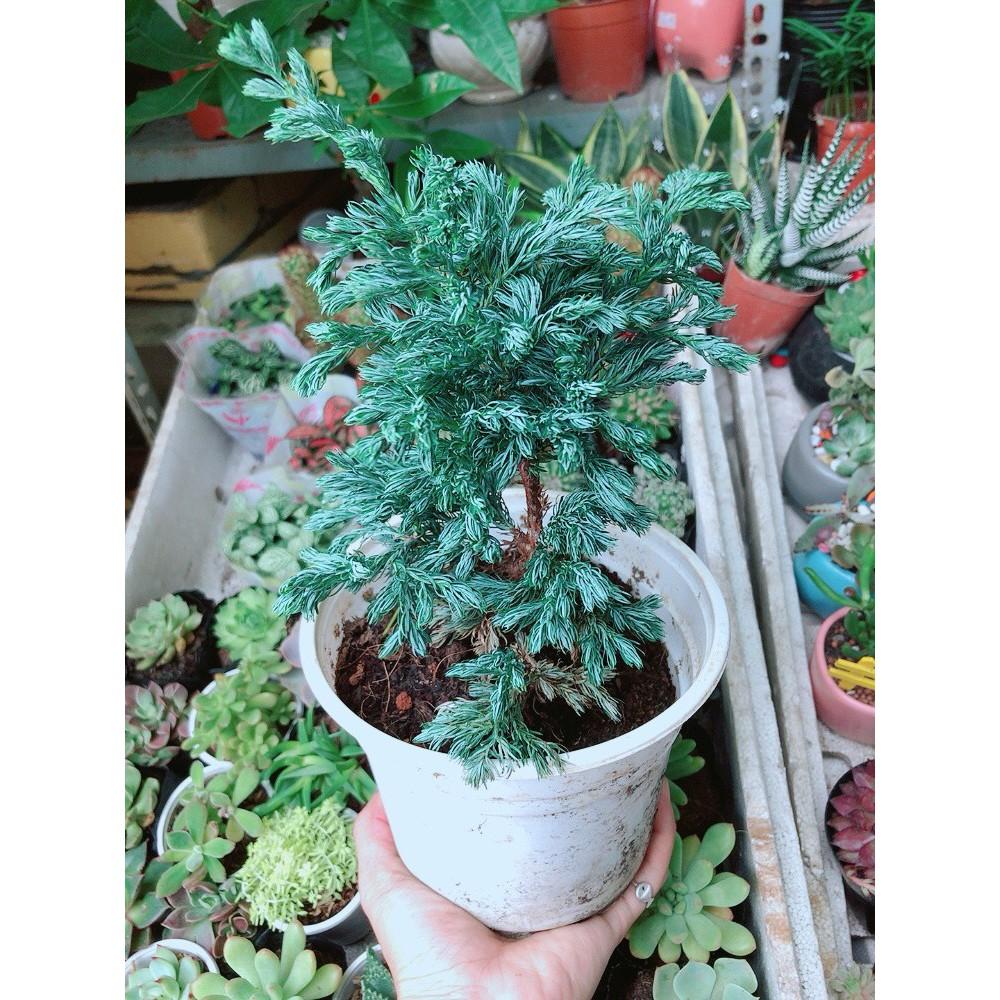 Cây Tùng Bạc Hay Tuyết Tùng