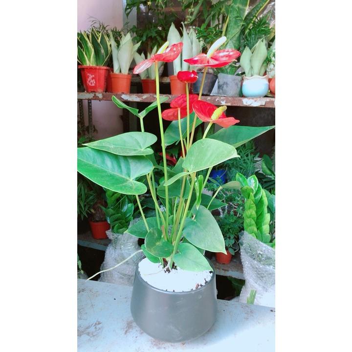 Chậu Hoa Hồng Môn