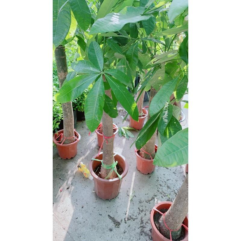 Kim Ngân 1 Thân Lớn