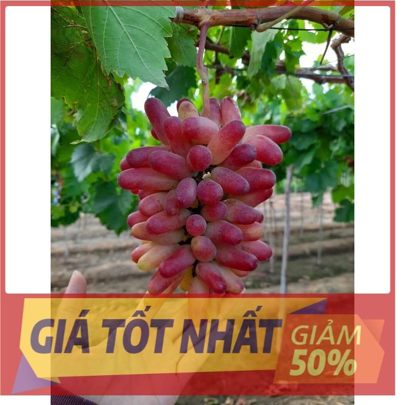 Cây Nho Ngón Tay. Giống