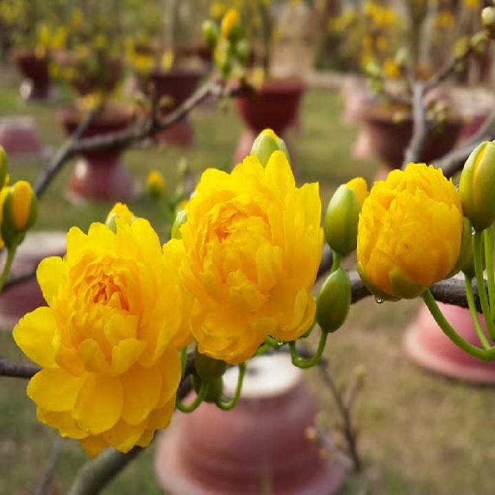 CÂY GIỐNG MAI VÀNG 5 CÁNH ĐƠN - CGMV5CD