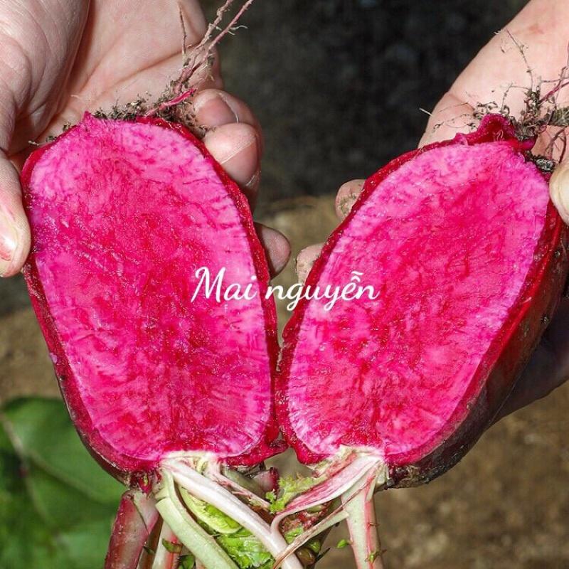 Hạt giống củ cải Shena đỏ ruột đỏ