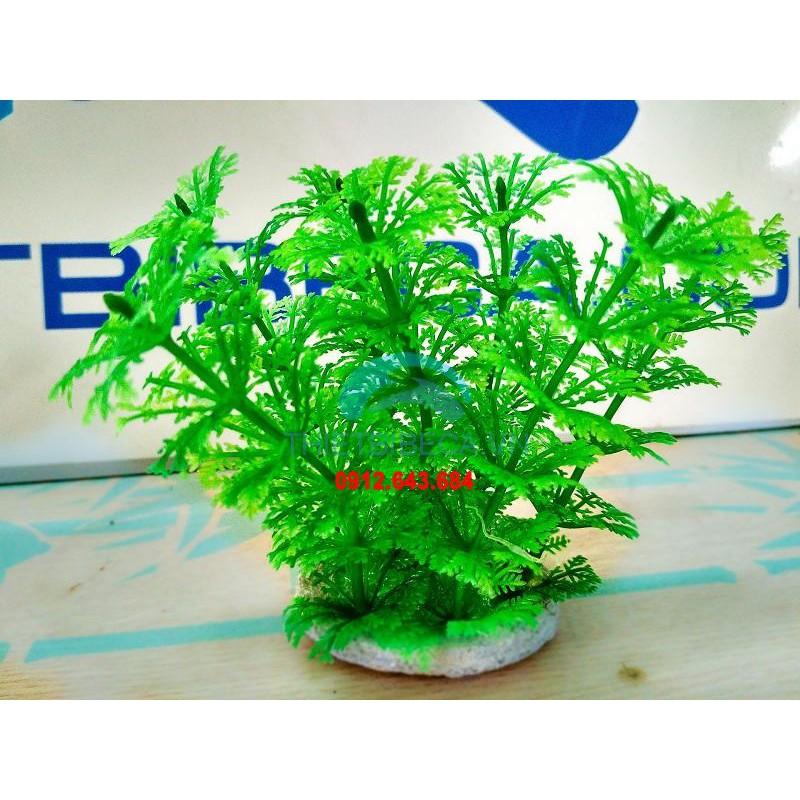 Combo 5 cây nhựa thấp ̣