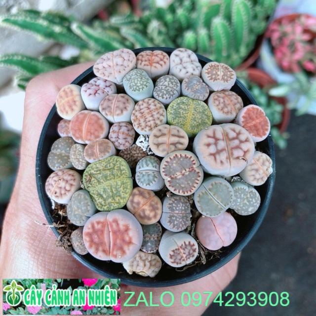 Hoa Sỏi - Lipthop- Mông