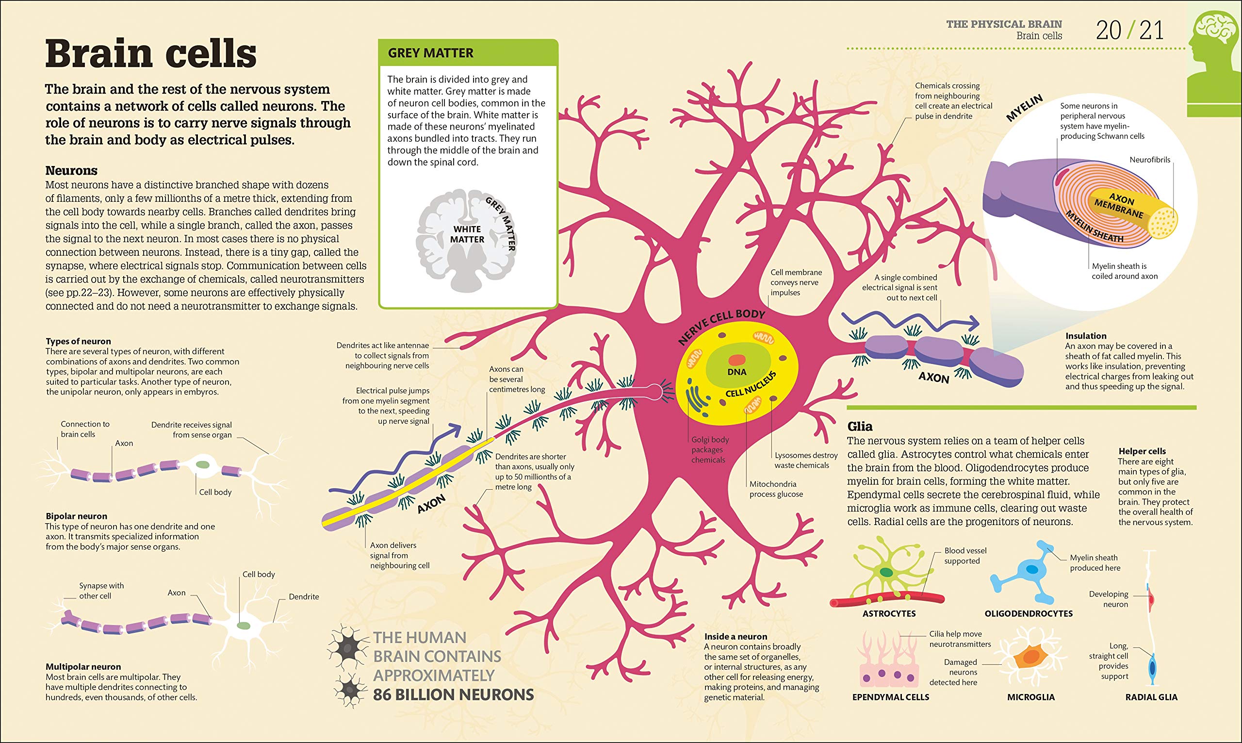 How The Brain Works: The Facts Visually Explained (How It Works)