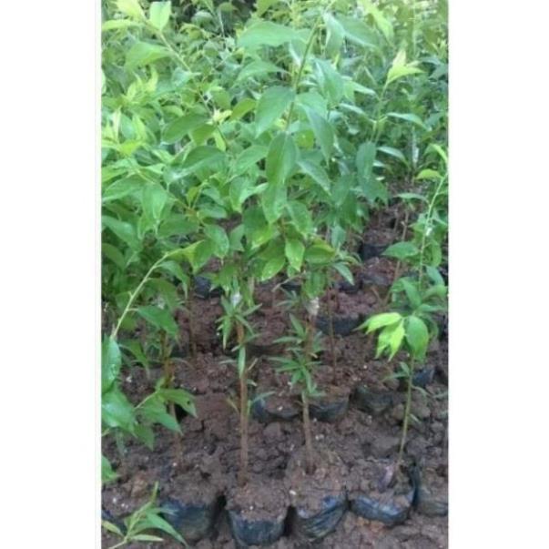 Cây mận đen chuẩn giống năng suất cao