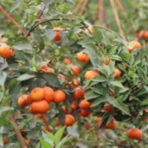 CÂY GIỐNG CAM ĐƯỜNG CANH SIÊU NGON SIÊU QUẢ- CAM KÊT GIỐNG CHUẨN F1