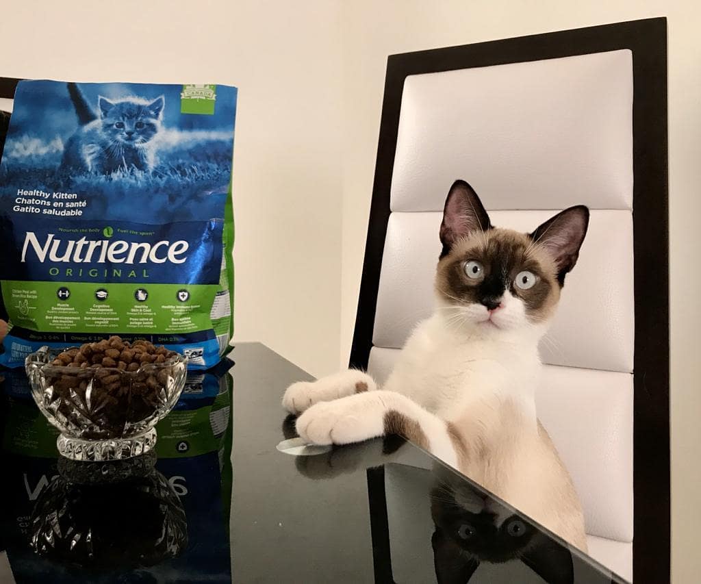 Thức Ăn Cho Mèo Tai Cụp, Nutrience Original Bao 2,5kg - Thức Ăn Cho Mèo, Thịt Gà, Dầu Cá Hồi, Rau Củ, Trái Cây Tự Nhiên