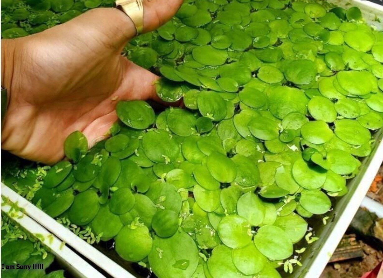 Bèo Nhật dễ trồng 7 cây Bèo thủy sinh - Cây Thủy Sinh - Phụ kiện thủy sinh
