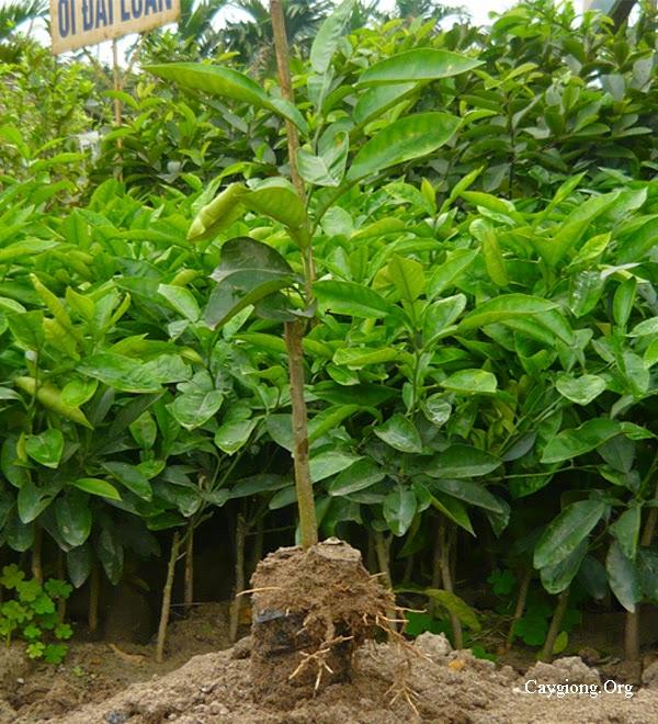 Cây bưởi diễn ghép CHẤT LƯỢNG UY TÍN