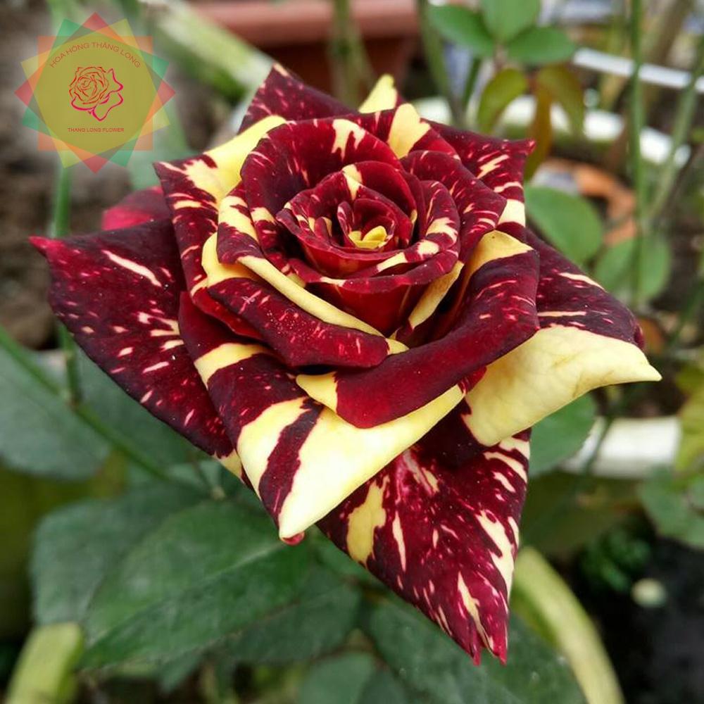 Cây hoa hồng ngoại Abracadabra phù thủy kẻ sọc -bầu to lớn, cây trưởng thành trưởng thành