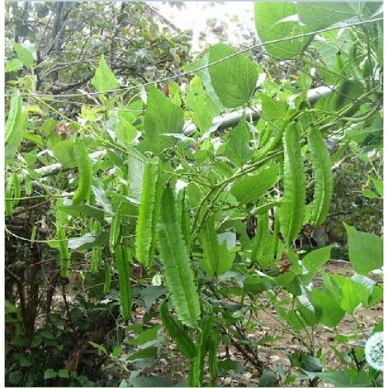 COMBO 5 gói hạt giống đậu rồng