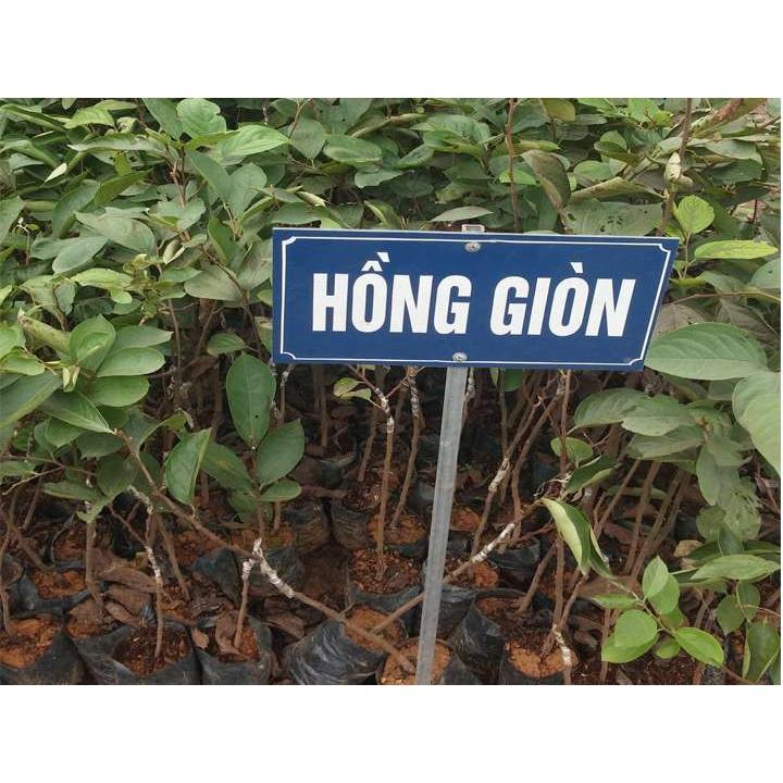 CÂY GIỐNG HỒNG GIÒN KHÔNG HẠT GHÉP SIÊU SỚM